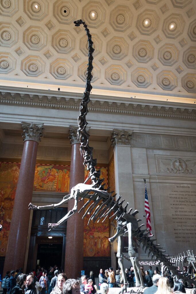 Barosaurus skeleton display in the American Museum of Natural History rotunda