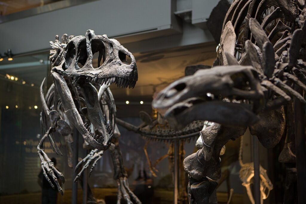 Allosaurus and Stegosaurus skeletons in Dinosaur Hall at the Natural History Museum of Los Angeles County