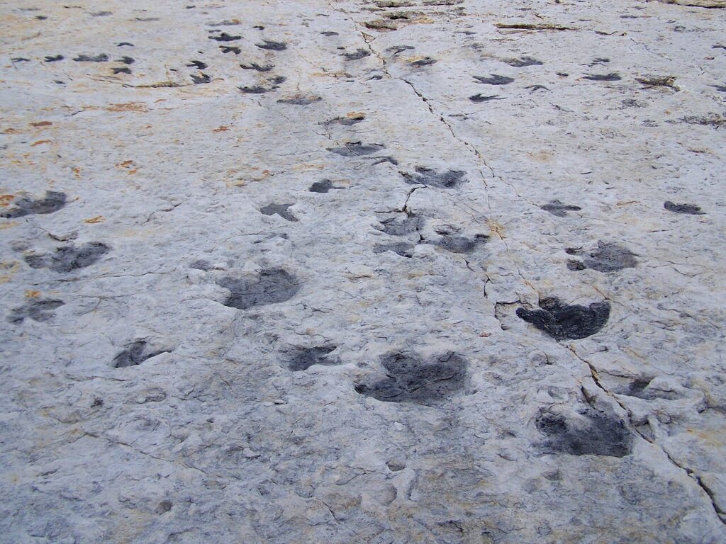 Fossilized dinosaur tracks exposed in rock at Dinosaur Ridge in Colorado