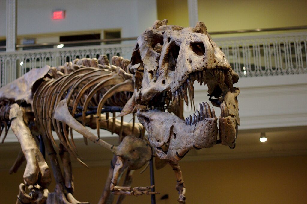 Mounted dinosaur skeleton inside the Carnegie Museum of Natural History in Pittsburgh
