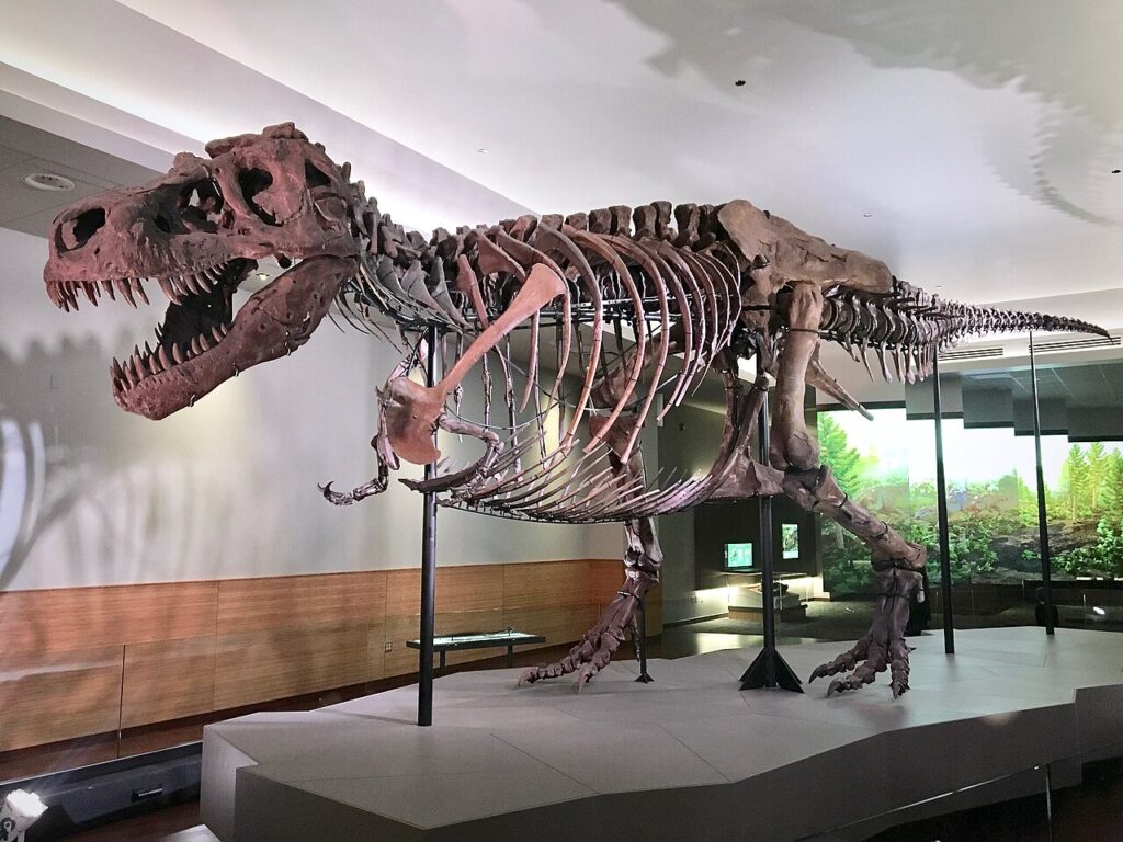 SUE the Tyrannosaurus rex skeleton at the Field Museum in Chicago